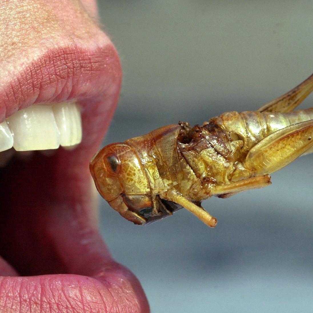 Expo: Insekten-Imbiss im Themenpark \Ernährung\ Expo: Insekten-Imbiss im Themenpark \Ernährung\