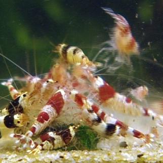 tiergeschichten7 a2 tiergeschichten7 a2