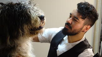 Zwei Hunde im Schönheitssalon