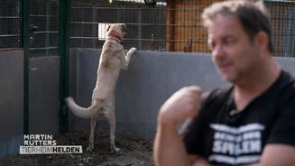 Diese Hunde kann nicht jeder halten 