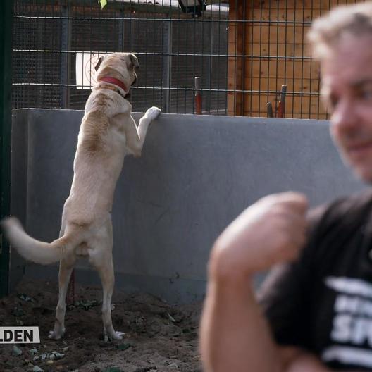 Martin Rütter besucht ein Ruhrpott-Tierheim mit 80% Problemhunden.
