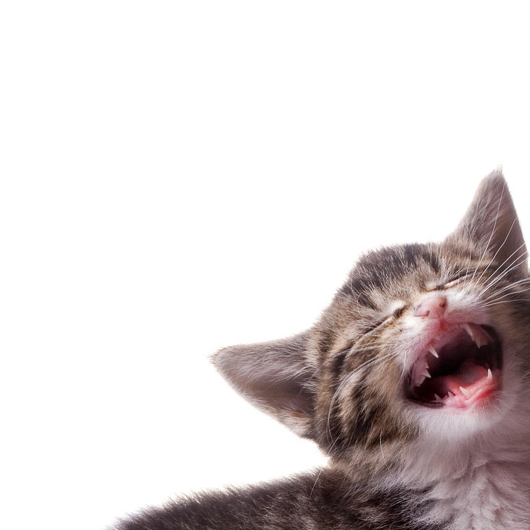 katze.jpg katze.jpg