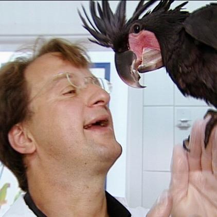 Loro Parque Palmkakdu Loro Parque Palmkakdu