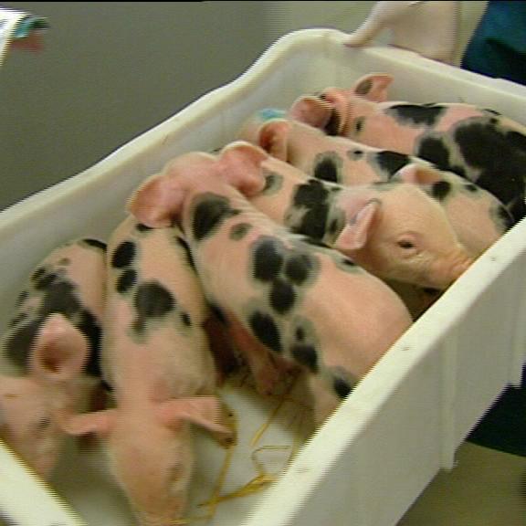 tk lueneburg gk gießen fall2