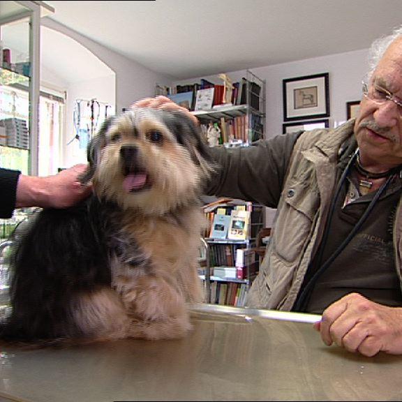 Sprechstunde - Dr. Wolf und Hund mit Ataxie Sprechstunde - Dr. Wolf und Hund mit Ataxie
