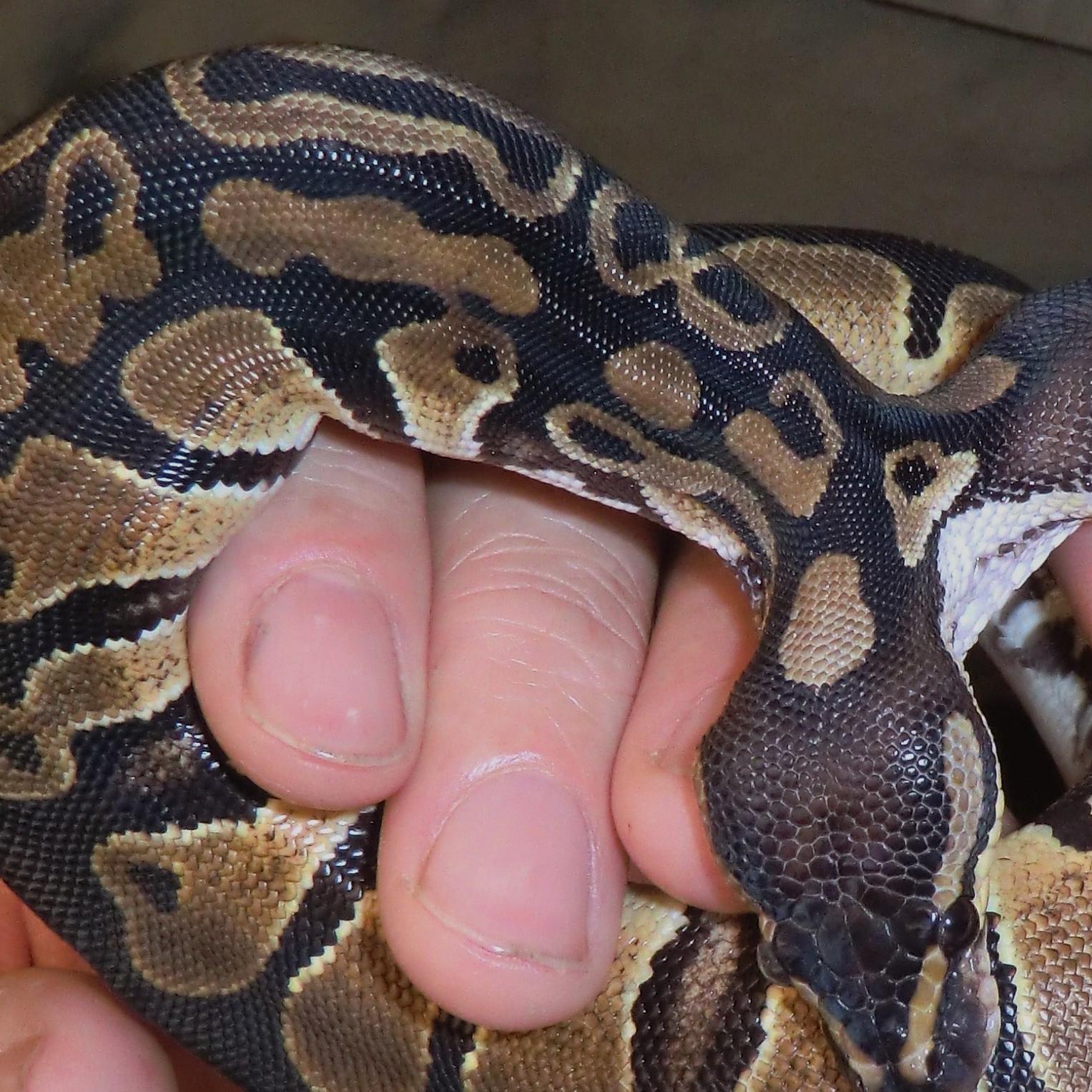 Doppelkopfpython 2 Doppelkopfpython 2