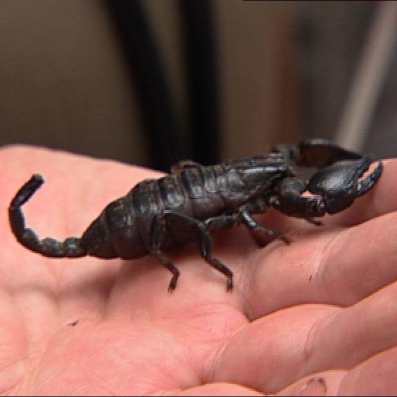 Sprechstunde2 - Skorpion ohne Stachel Sprechstunde2 - Skorpion ohne Stachel