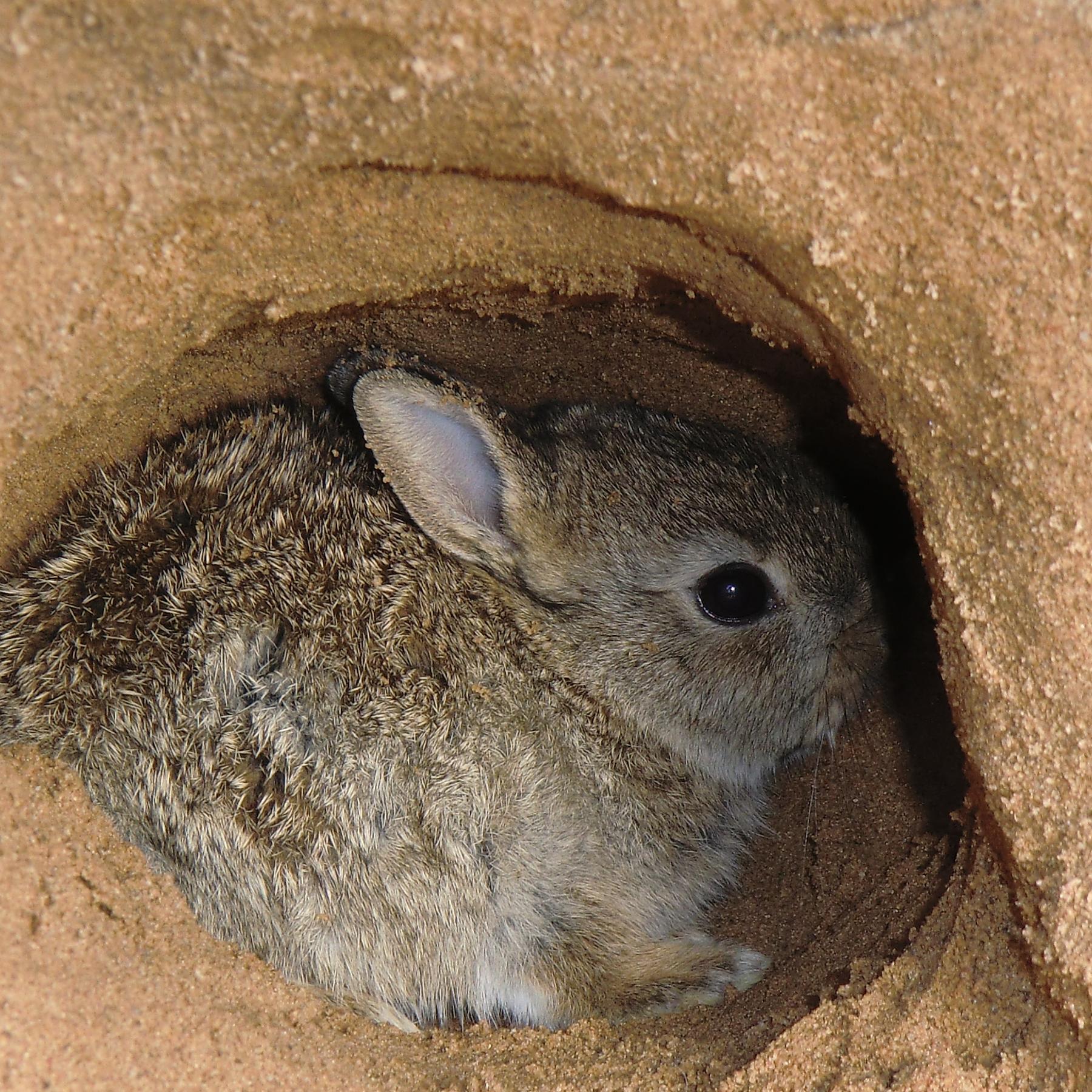 Tiere in Not 2 Tiere in Not 2