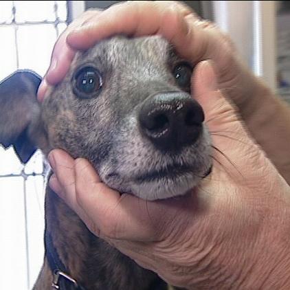 sprechstunde1 whippet close sprechstunde1 whippet close