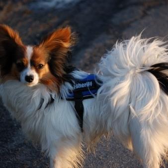 Tiere in Not - 1 Papillon Dino
