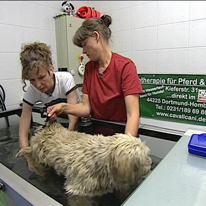Tiergeschichten3 Bambi bei der Physiotherapie Tiergeschichten3 Bambi bei der Physiotherapie