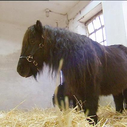 tieranwältin rubrik pony close tieranwältin rubrik pony close