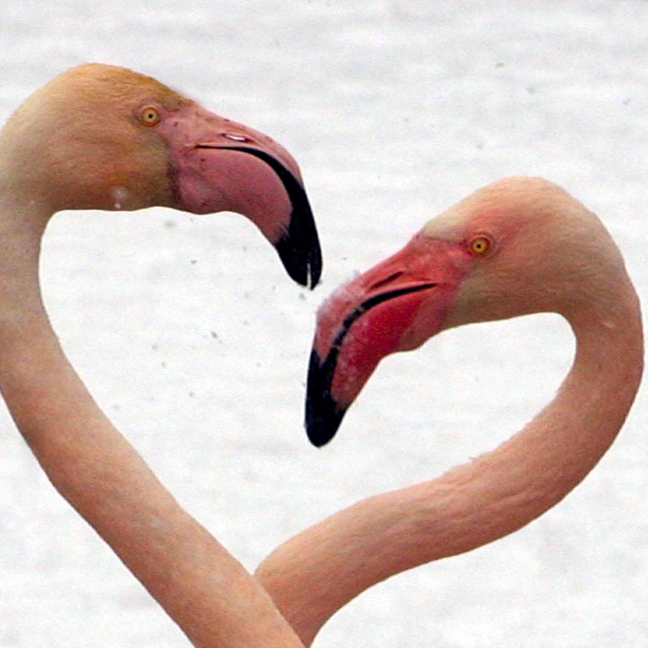 Flamingo-Herz im Schnee Flamingo-Herz im Schnee