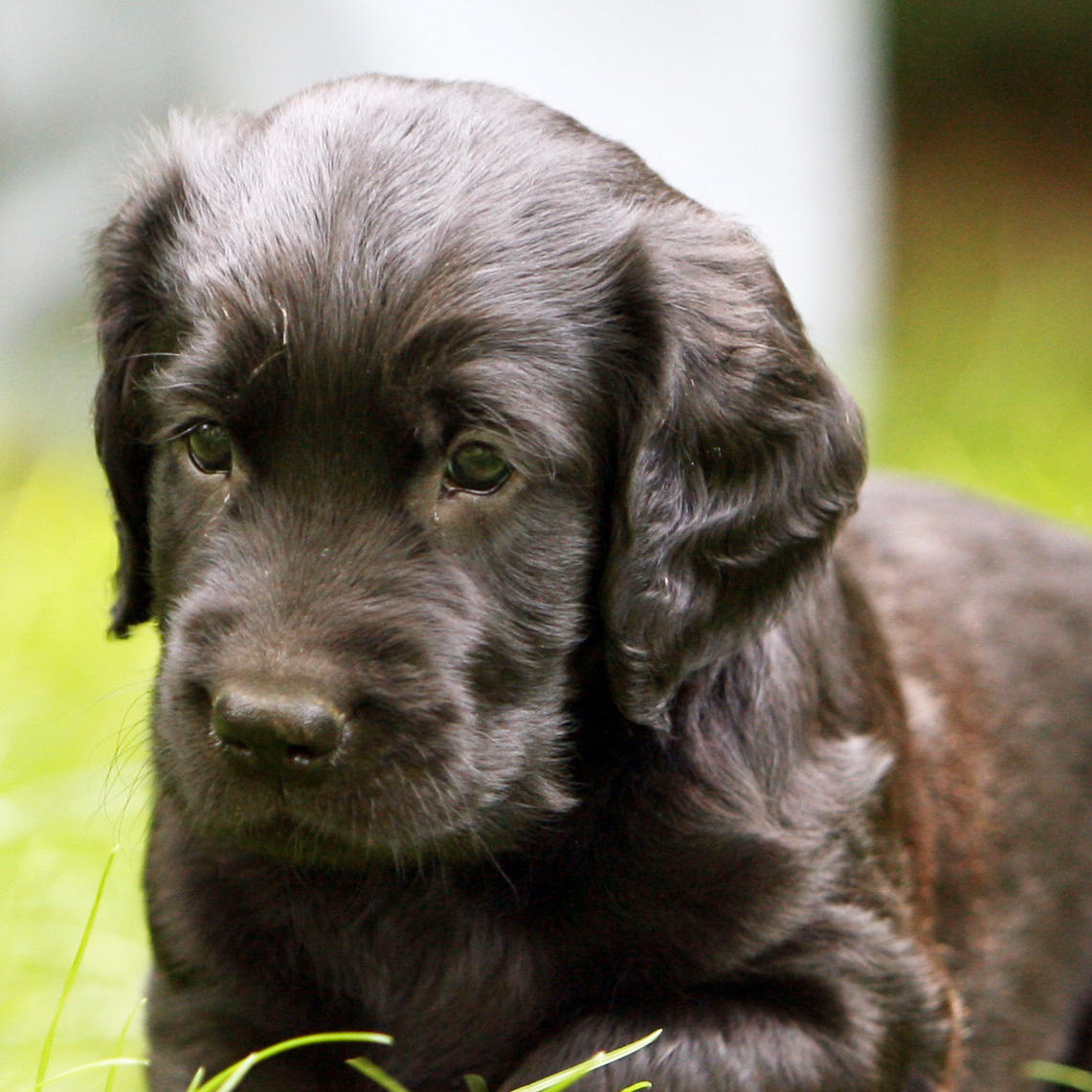 Hunde - Flatcoated Retriever Welpe Hunde - Flatcoated Retriever Welpe
