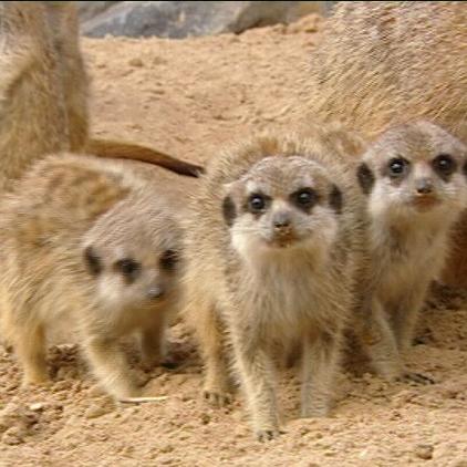 zoo neuwied erdmännchen zoo neuwied erdmännchen