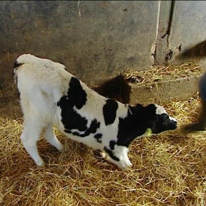 lta heeren kalb lta heeren kalb