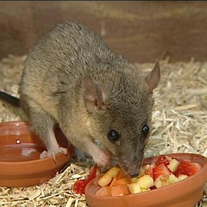 zusatzbild opossum beim fressen zusatzbild opossum beim fressen