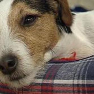 Tieranwalt - Terrierhndin Gina Tieranwalt - Terrierhndin Gina