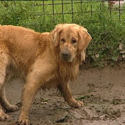 tiergeschichten3 Golden Retriever Charly tiergeschichten3 Golden Retriever Charly