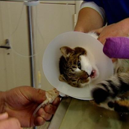 lta bentele - katze frieda unfallopfer lta bentele - katze frieda unfallopfer