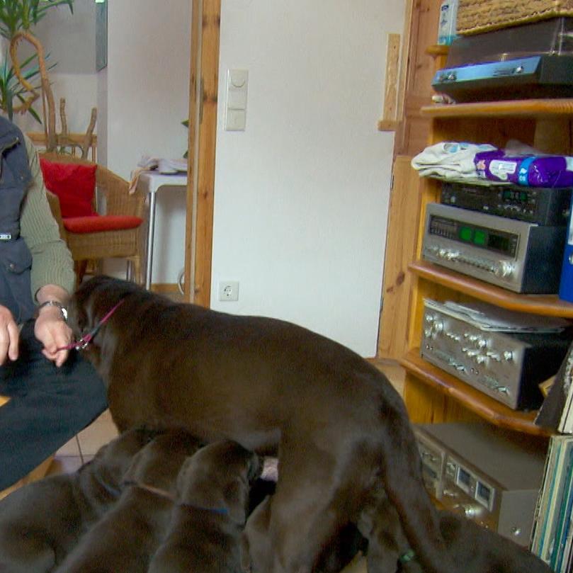 Medizinlexikon - VOX - Dr. Wolf informiert ber die Geburt bei Hunden Medizinlexikon - VOX - Dr. Wolf informiert ber die Geburt bei Hunden