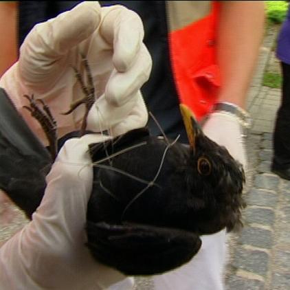 trmuencen amsel trmuencen amsel