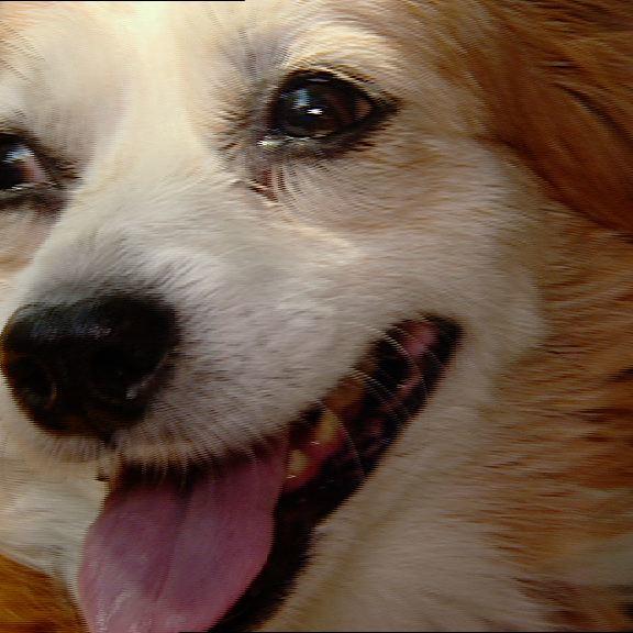 Tierrettung Mnchen Hund Tierrettung Mnchen Hund