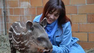 Tapirbaby Luara bezaubert
