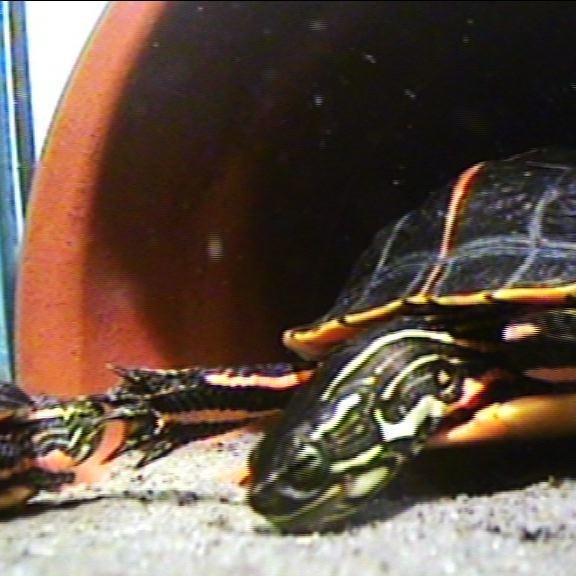 hkm schildkroeten 3 hkm schildkroeten 3