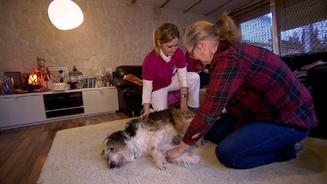Die Retterinnen der Tiere
