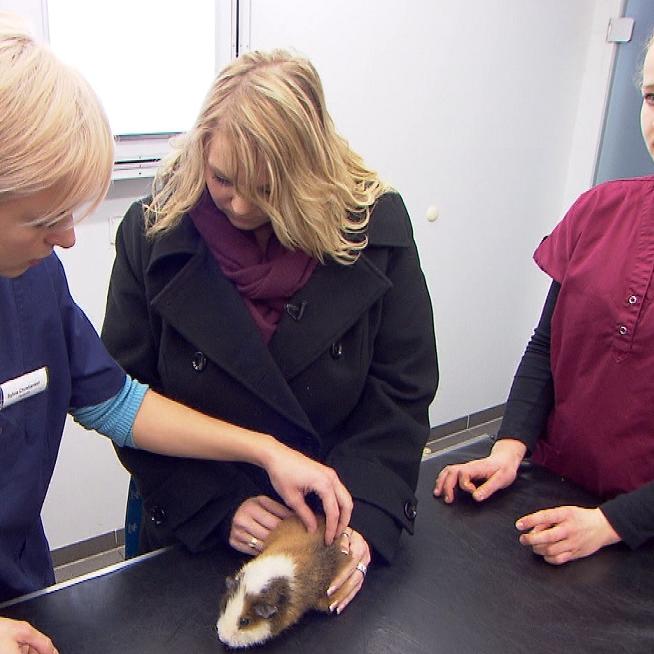 Tiergeschichten3 - VOX-DOCMA TV - Dr. Silvia Christiansen untersucht Meerschweinchen Anton Tiergeschichten3 - VOX-DOCMA TV - Dr. Silvia Christiansen untersucht Meerschweinchen Anton