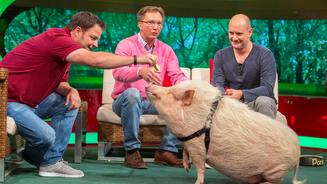 Martin Rütter wird zum Schweineprofi