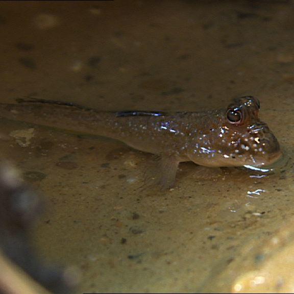 Tiergeschichten2 - Bild 1 - Schlammspringer