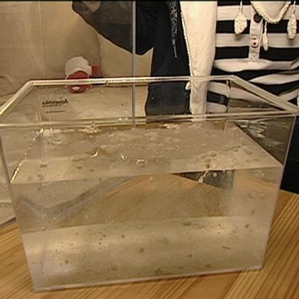 lexikon triopseier im becken lexikon triopseier im becken