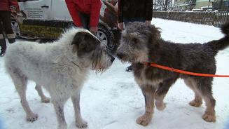 Die gängigsten Hundemythen