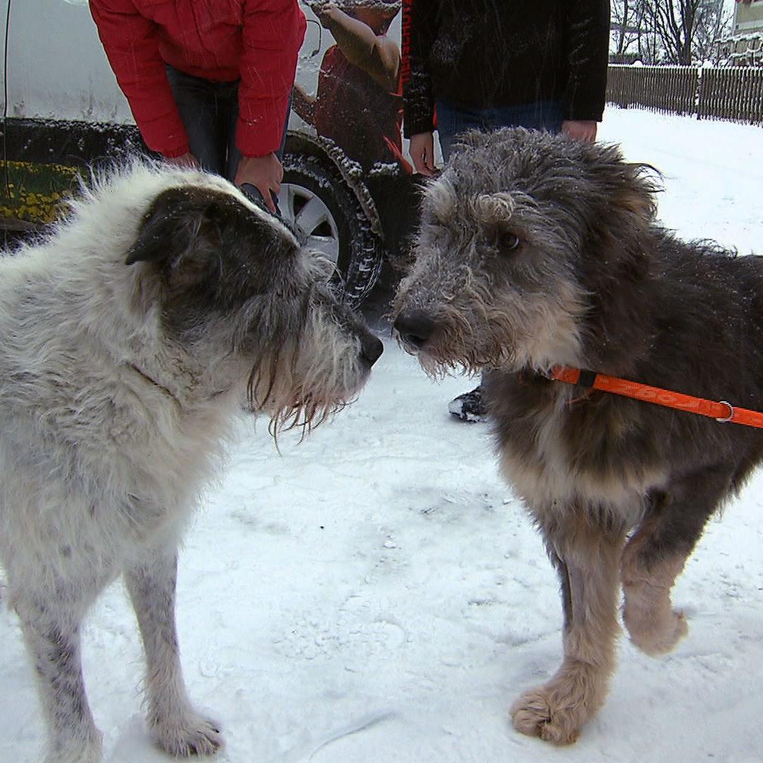 Tiergeschichten3 - Goliath & Lucy Tiergeschichten3 - Goliath & Lucy