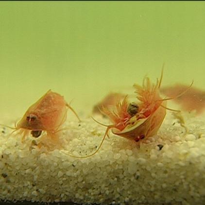 lexikon triops fressend auf dem rücken lexikon triops fressend auf dem rücken