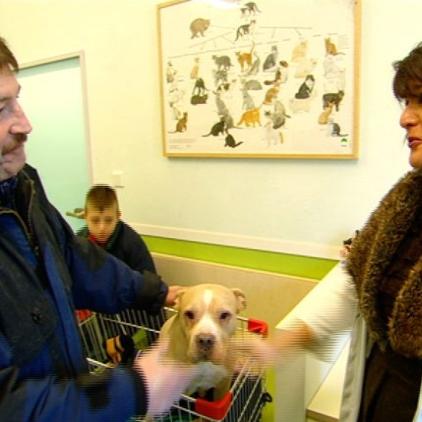 Tiernothilfe frankfurt hund paemmy Tiernothilfe frankfurt hund paemmy