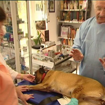 vorschau drwolfundhund
