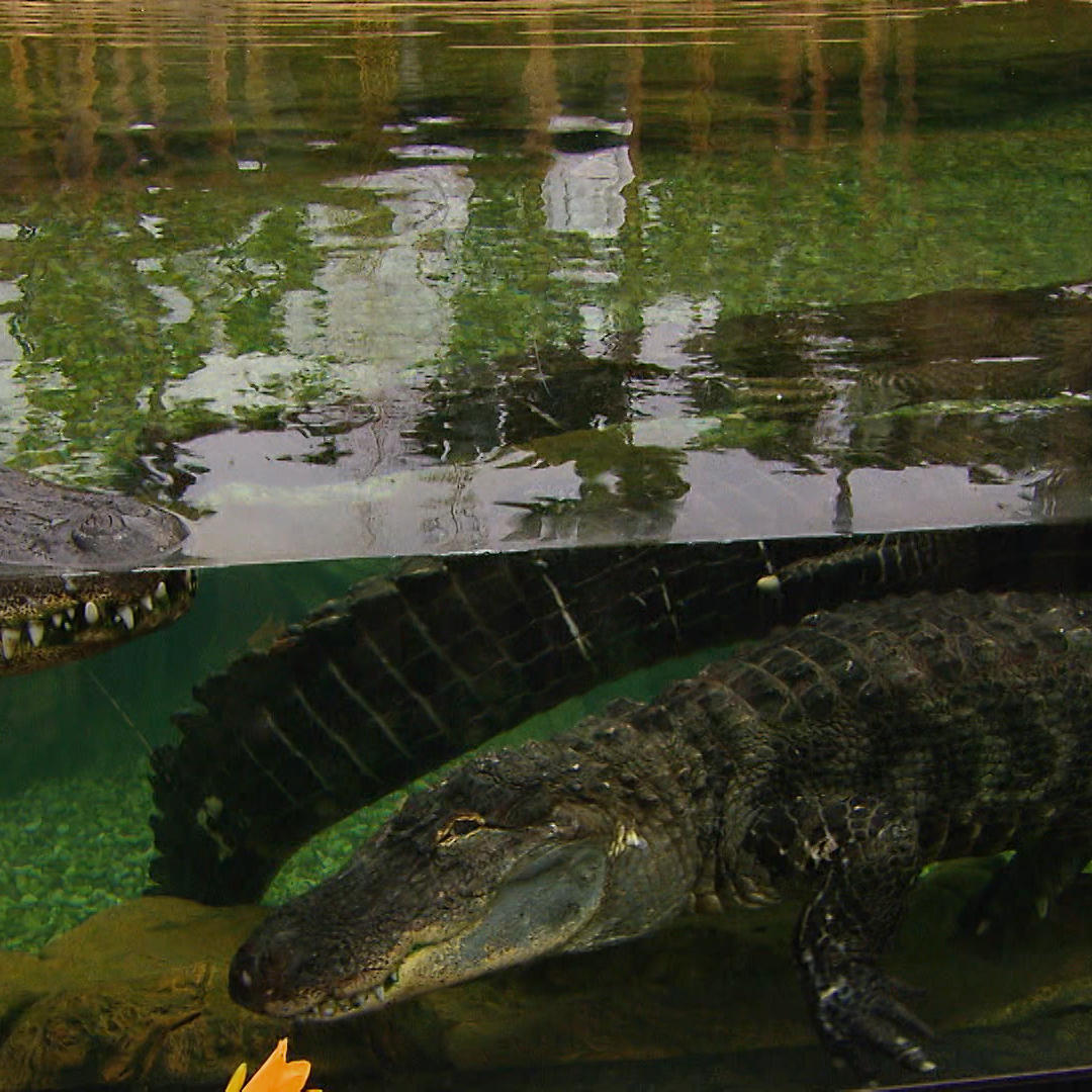 Loro Parque Alligator.VOX Loro Parque Alligator.VOX