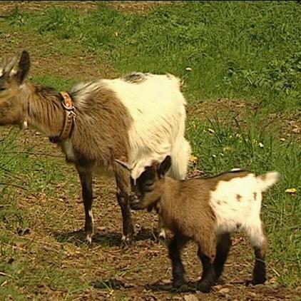 tiergeschichten2 zwergziegen tiergeschichten2 zwergziegen