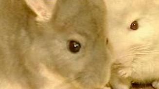 Chinchillas - Nager mit Kuschelfaktor