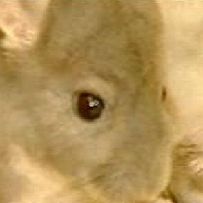 chinchilla01 chinchilla01