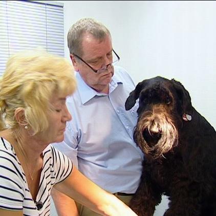 riesenschnauzer riesenschnauzer