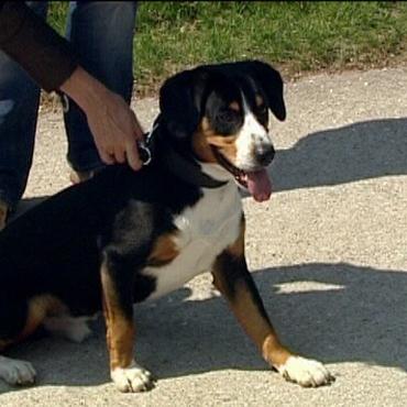 hundeprofi a2 hundeprofi a2