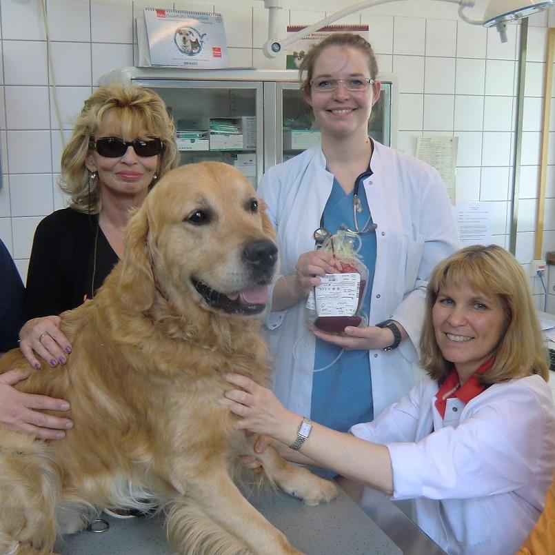 Tiergeschichten1 - VOX-DOCMA TV - Bernie beim Blutspenden Tiergeschichten1 - VOX-DOCMA TV - Bernie beim Blutspenden