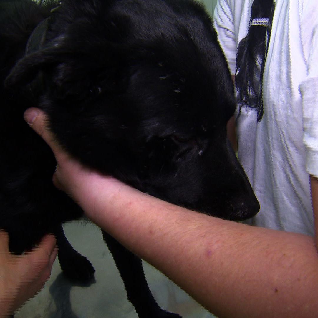 ttafel berlin hund terror gelenke ttafel berlin hund terror gelenke