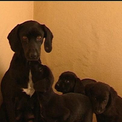 tiergeschichten4 tiergeschichten4