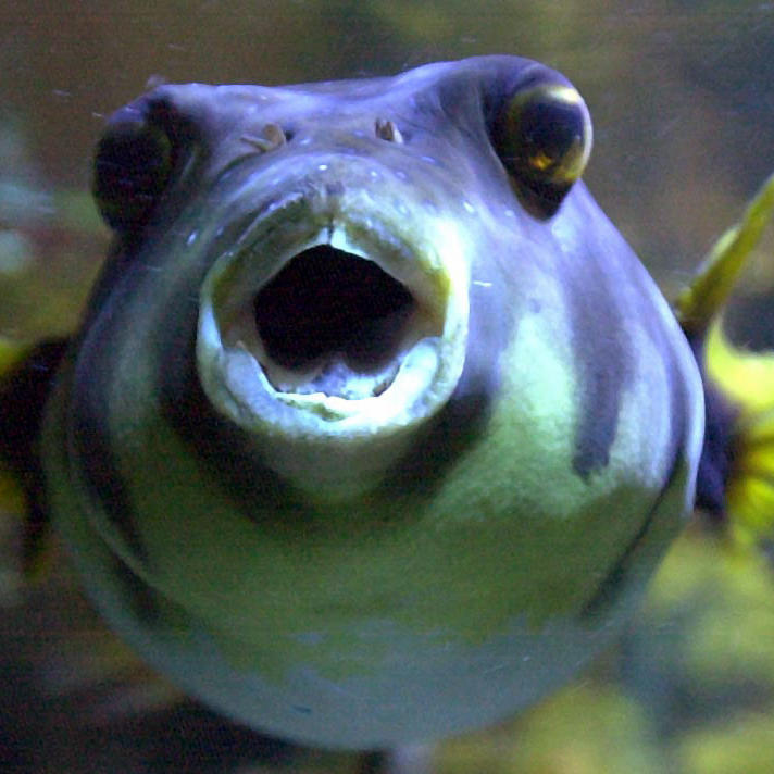 Kugelfisch Kugelfisch