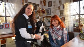 Listenhunde: Von Natur aus gefährlich?